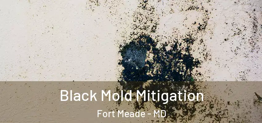  Black Mold Mitigation Fort Meade - MD