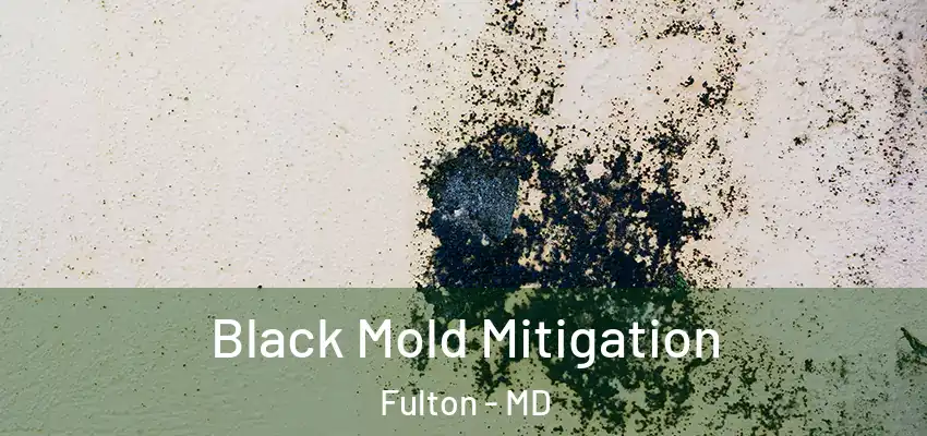 Black Mold Mitigation Fulton - MD
