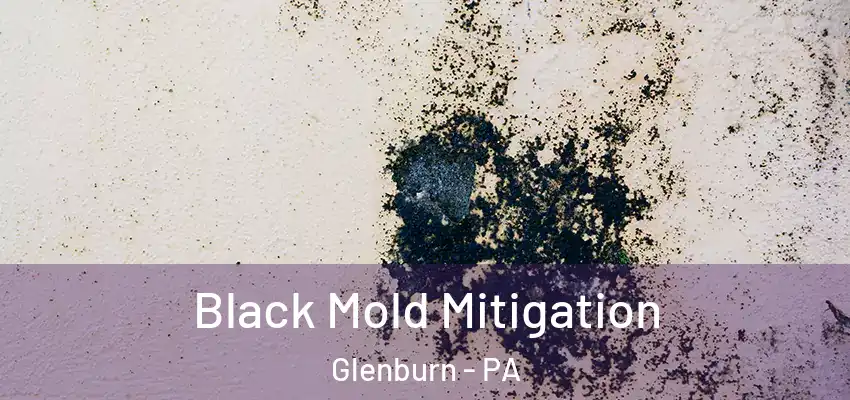  Black Mold Mitigation Glenburn - PA