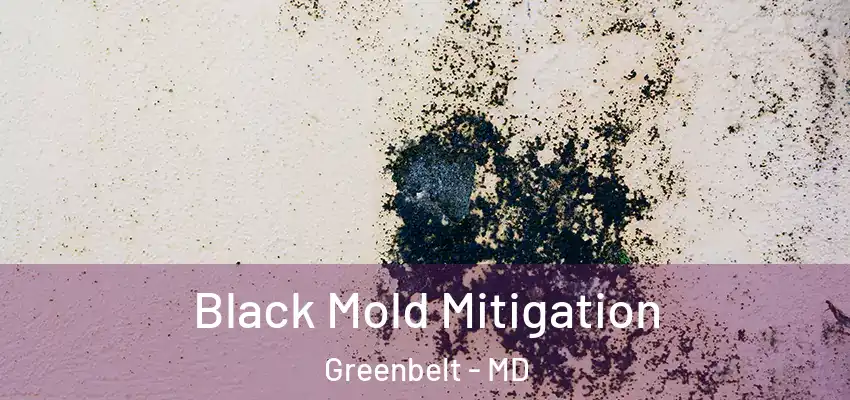 Black Mold Mitigation Greenbelt - MD