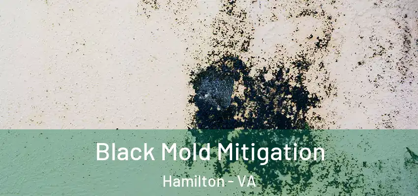 Black Mold Mitigation Hamilton - VA