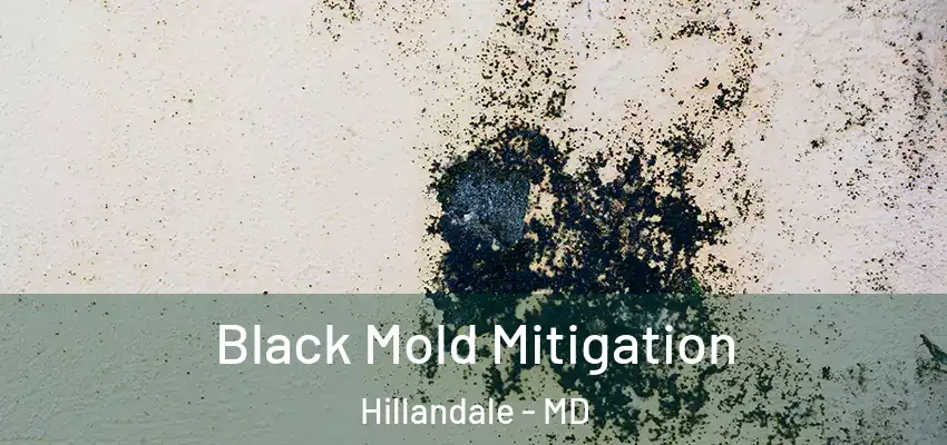 Black Mold Mitigation Hillandale - MD