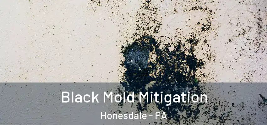 Black Mold Mitigation Honesdale - PA