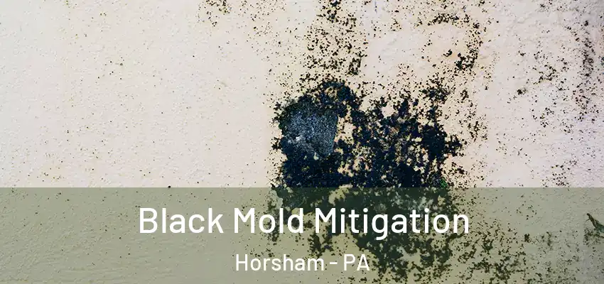 Black Mold Mitigation Horsham - PA