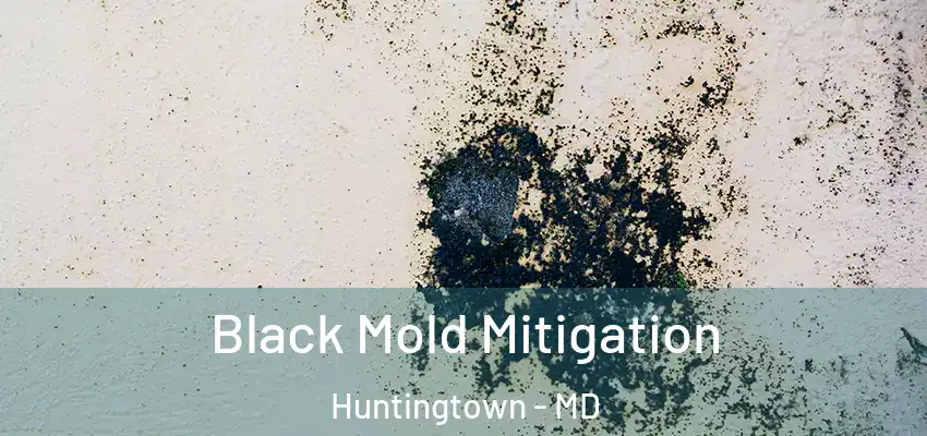 Black Mold Mitigation Huntingtown - MD