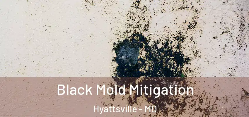  Black Mold Mitigation Hyattsville - MD