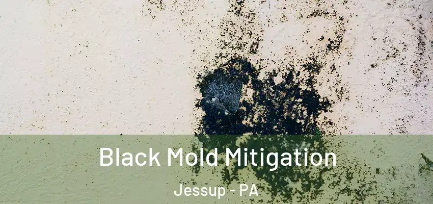 Black Mold Mitigation Jessup - PA