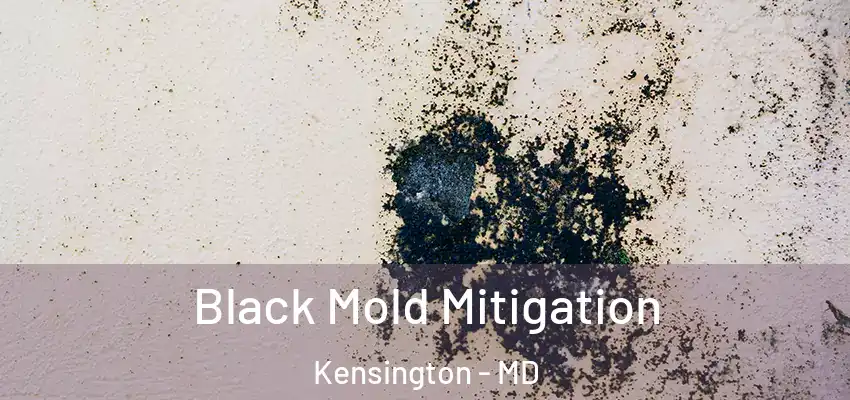 Black Mold Mitigation Kensington - MD
