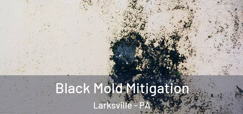  Black Mold Mitigation Larksville - PA