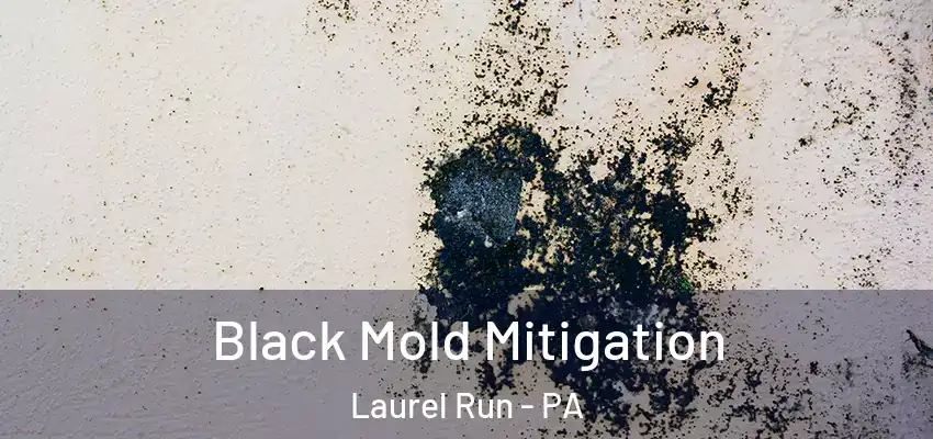 Black Mold Mitigation Laurel Run - PA