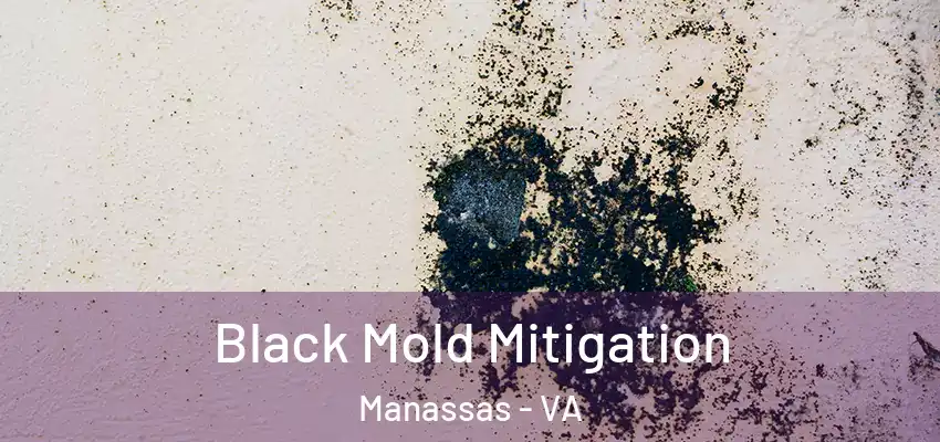 Black Mold Mitigation Manassas - VA