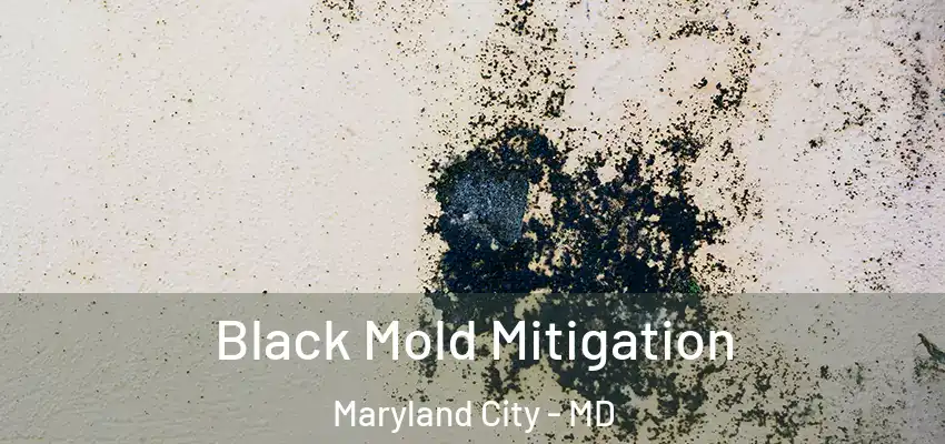 Black Mold Mitigation Maryland City - MD