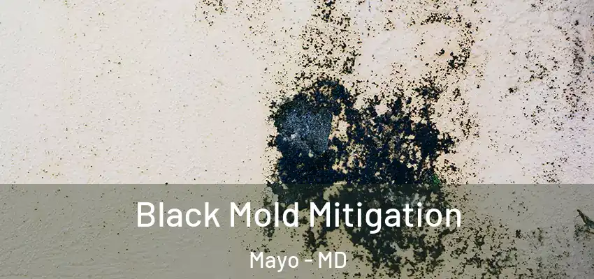 Black Mold Mitigation Mayo - MD