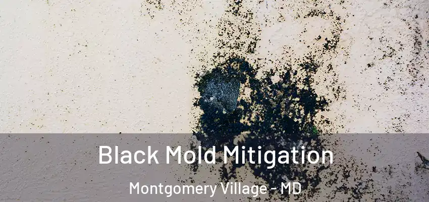 Black Mold Mitigation Montgomery Village - MD