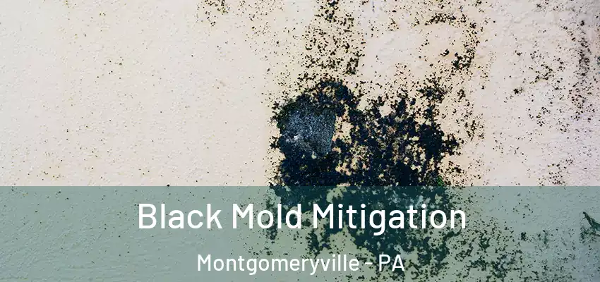 Black Mold Mitigation Montgomeryville - PA