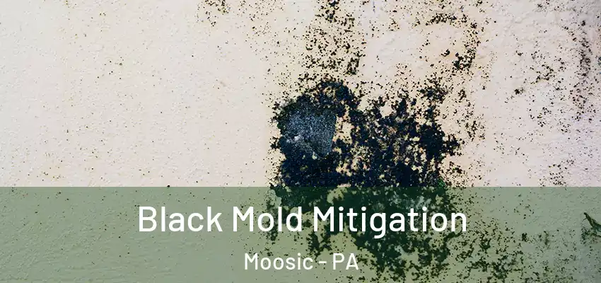 Black Mold Mitigation Moosic - PA