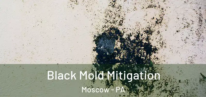 Black Mold Mitigation Moscow - PA