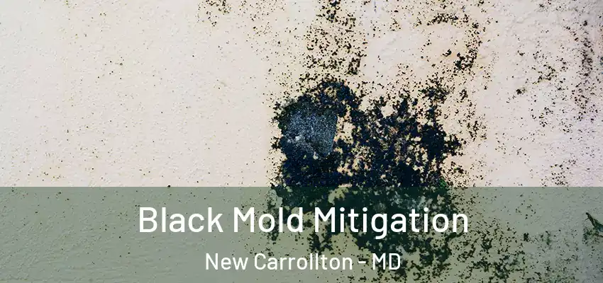  Black Mold Mitigation New Carrollton - MD