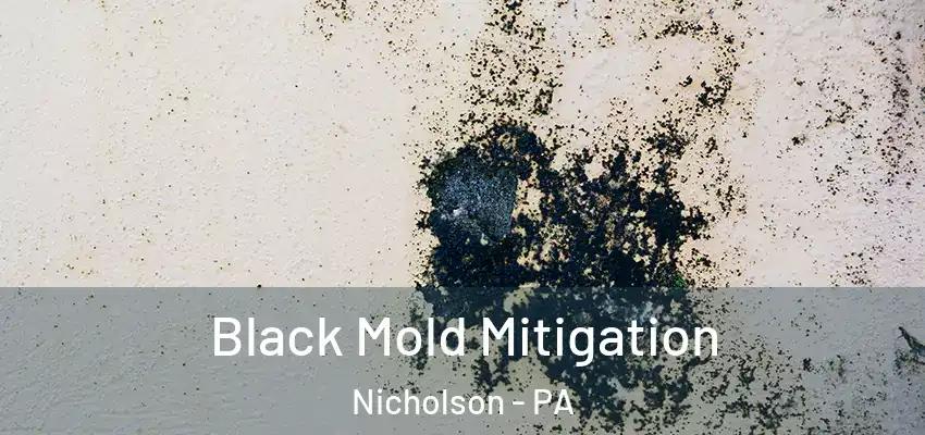 Black Mold Mitigation Nicholson - PA