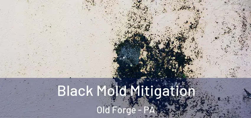 Black Mold Mitigation Old Forge - PA