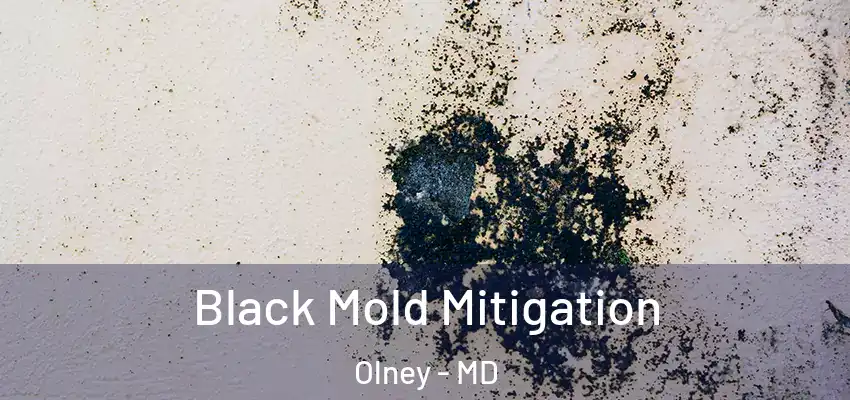 Black Mold Mitigation Olney - MD