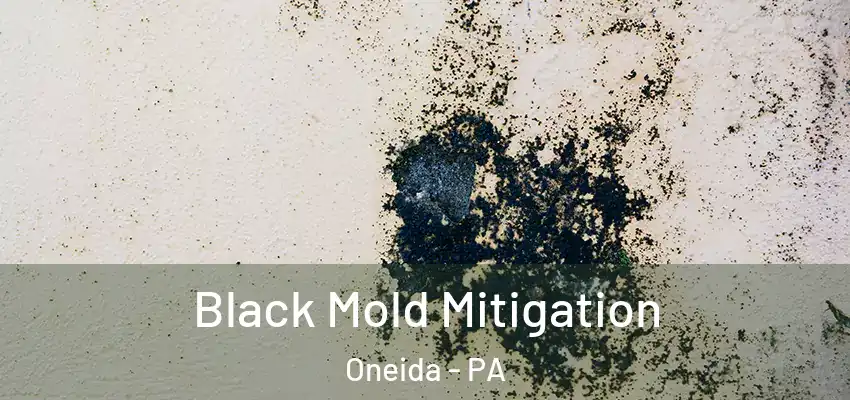 Black Mold Mitigation Oneida - PA