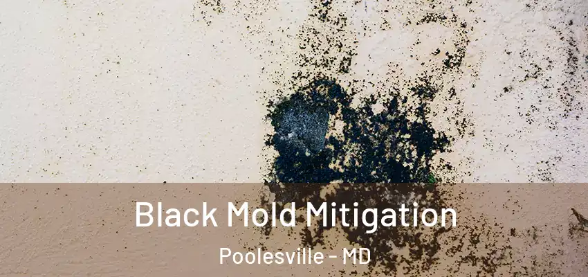  Black Mold Mitigation Poolesville - MD