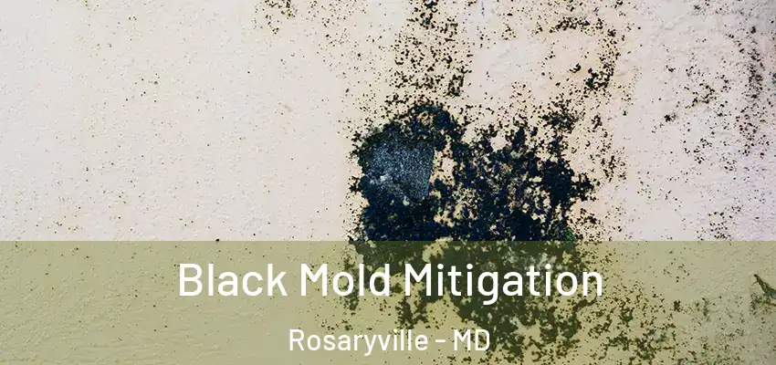  Black Mold Mitigation Rosaryville - MD
