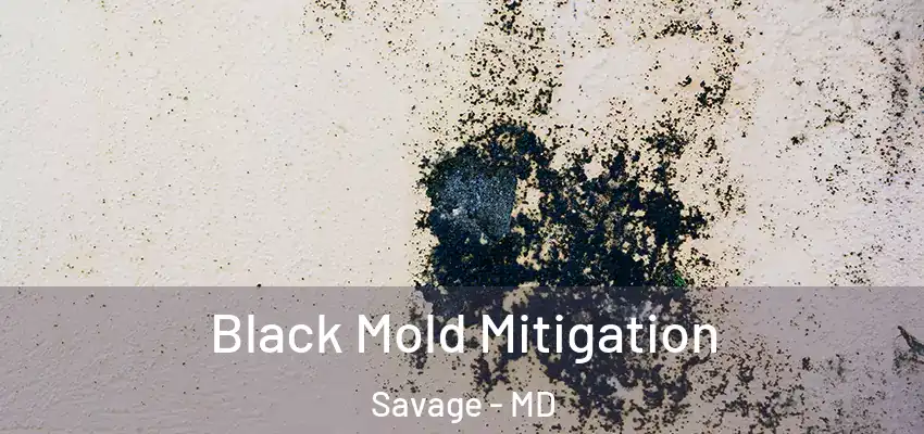 Black Mold Mitigation Savage - MD