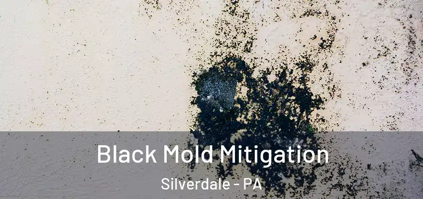 Black Mold Mitigation Silverdale - PA