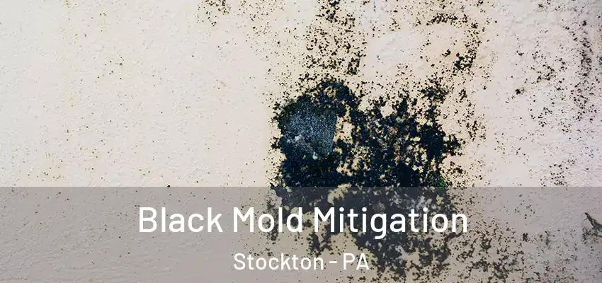  Black Mold Mitigation Stockton - PA