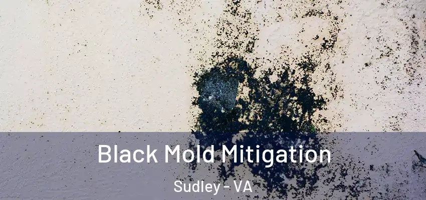 Black Mold Mitigation Sudley - VA