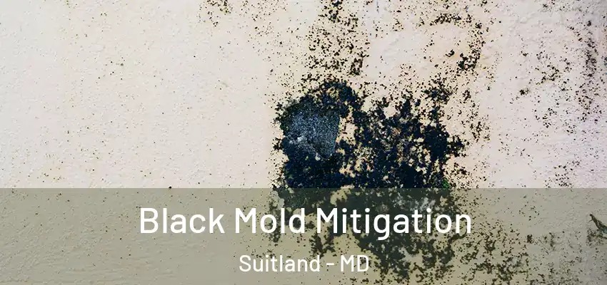 Black Mold Mitigation Suitland - MD