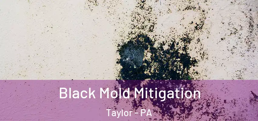 Black Mold Mitigation Taylor - PA