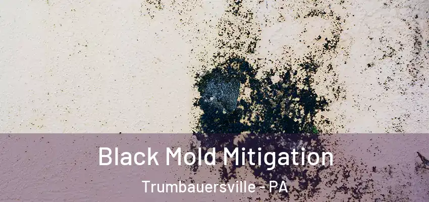  Black Mold Mitigation Trumbauersville - PA