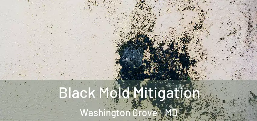 Black Mold Mitigation Washington Grove - MD