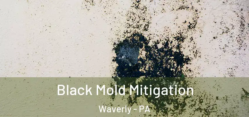 Black Mold Mitigation Waverly - PA