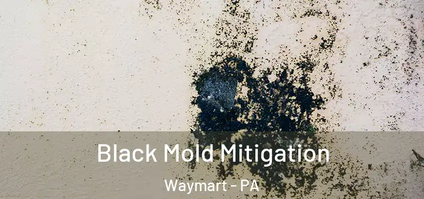  Black Mold Mitigation Waymart - PA