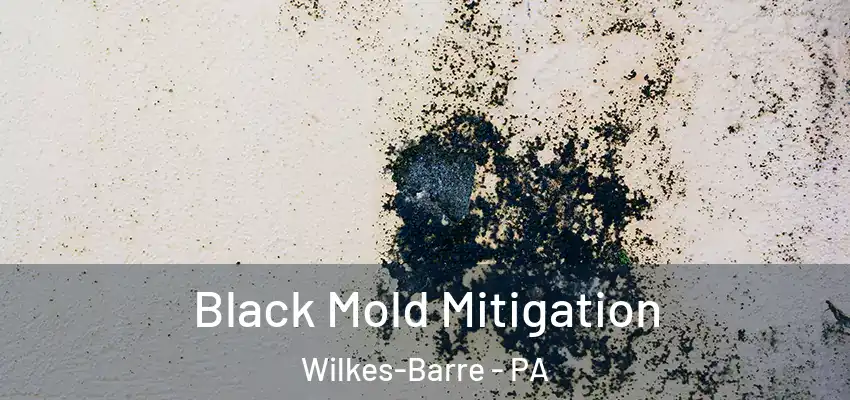 Black Mold Mitigation Wilkes-Barre - PA