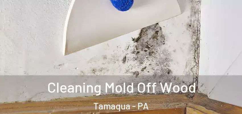 Cleaning Mold Off Wood Tamaqua - PA