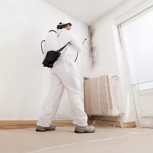 Trusted Black Mold Clean Up Experts in Reston, VA