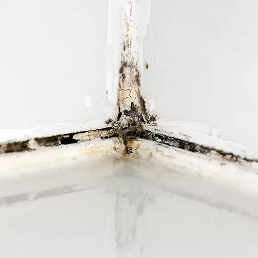 Trusted Black Mold in Shower Experts in Reston, VA