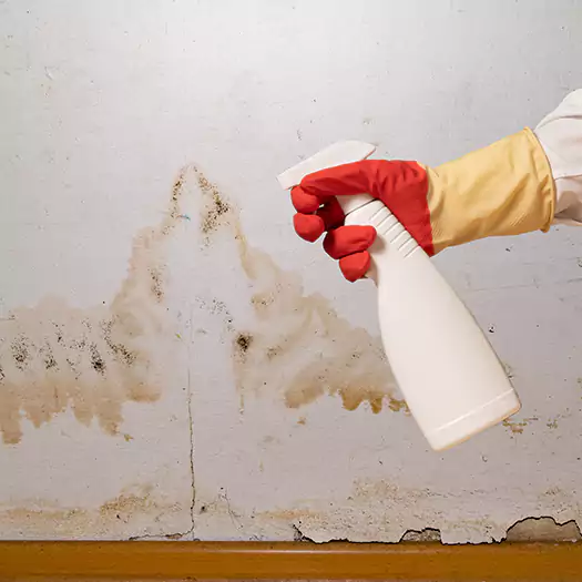 Trusted Black Mold Mitigation Specialists in Reston, VA