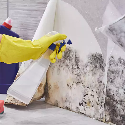 Reliable Mold Abatement Specialists in Reston, VA