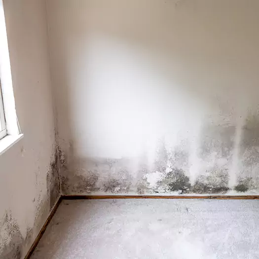 Trusted Mold Cleanup Specialists in Reston, VA