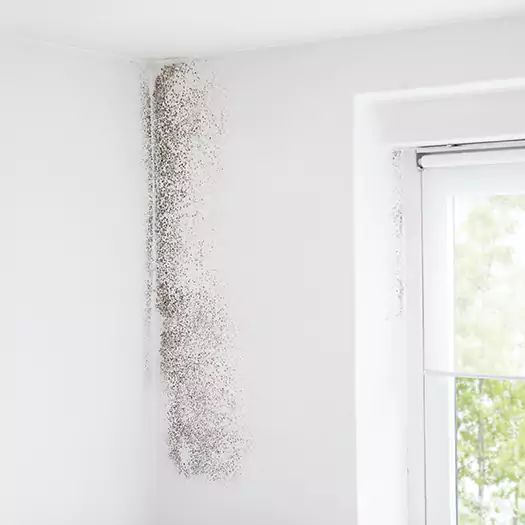 Trusted Mold Eradication Professionals Serving in Reston, VA