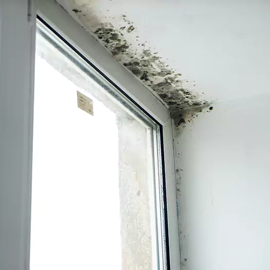 Trusted Mold on Bathroom Ceiling Experts in Reston, VA