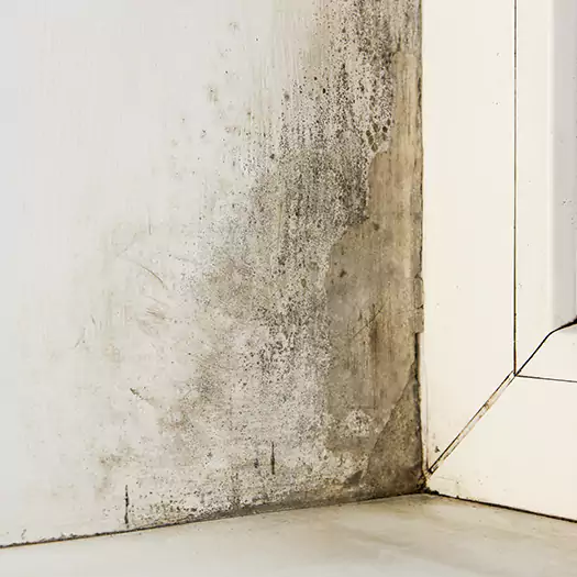 Skilled Mold on Drywall Experts in Reston, VA