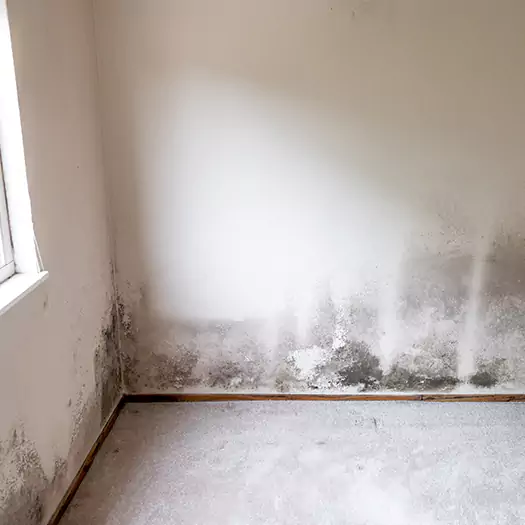 Trusted Mold on the Wall Experts in Reston, VA
