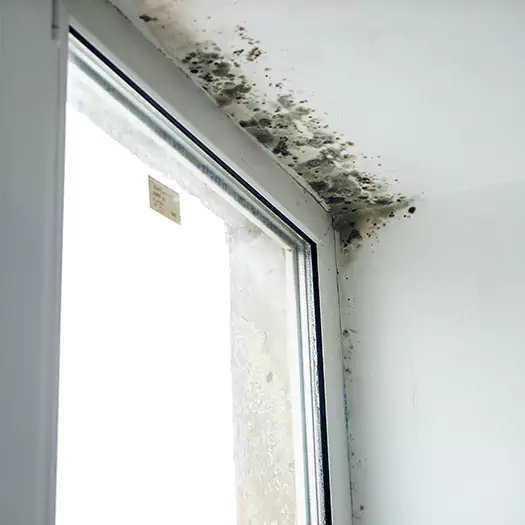 Reliable Mold Treatment Specialists in Reston, VA